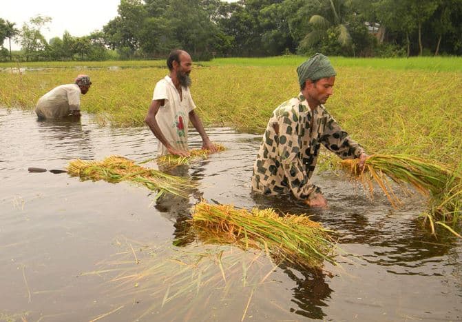 বোরো ধান হারানো কৃষকদের খাদ্য সহায়তা দিবে সরকার: কৃষিমন্ত্রী