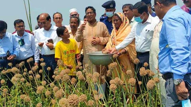 সারা বছর পিঁয়াজ চাষ করা যায় এমন জাত উদ্ভাবণ